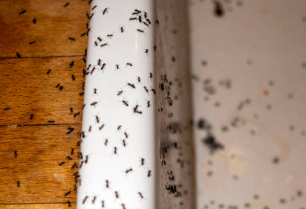 Best Termite Control Services  in Monroeville, AL